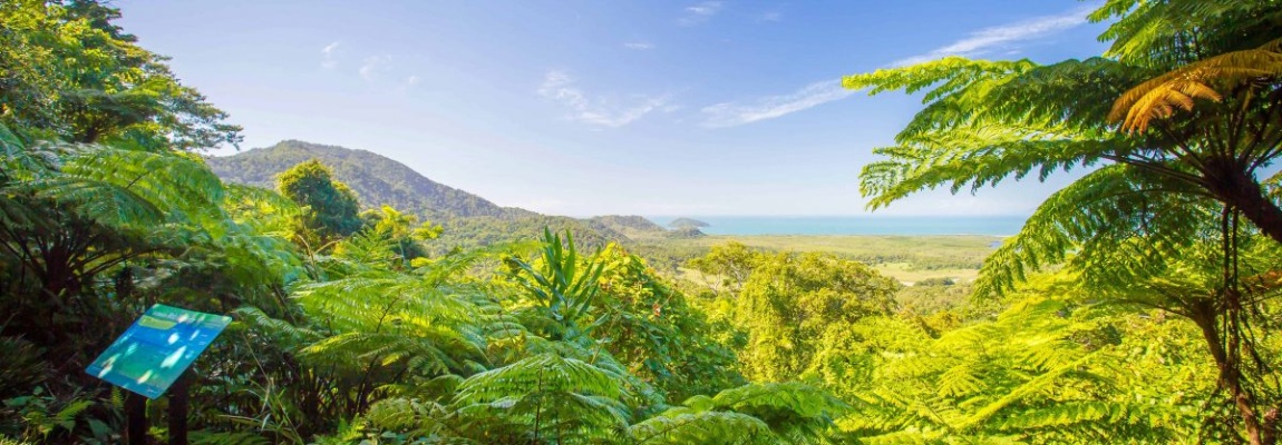 Cape Tribulation Half Day Express From Port Douglas Tourism Town