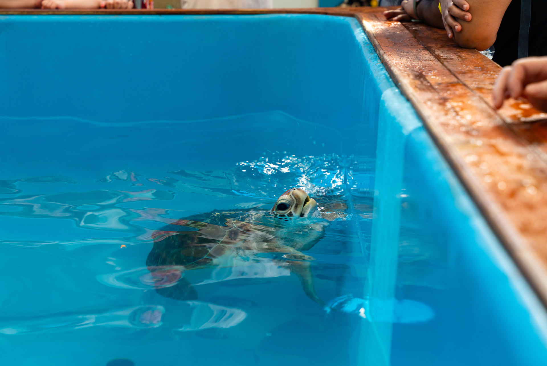 Turtle Rehab Fitzroy Island Resort