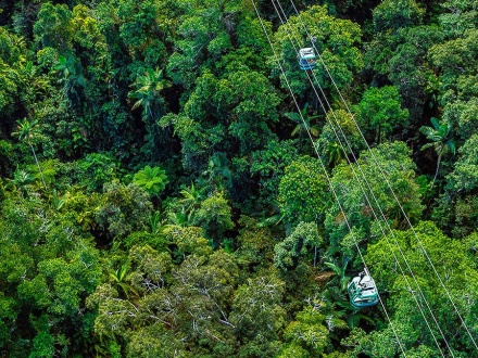 cairns rainforest trips