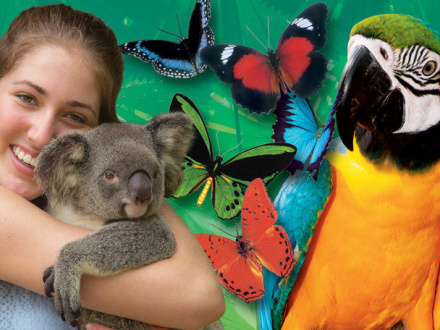 Kuranda Koala Gardens Tourism Town The Tourism Marketplace