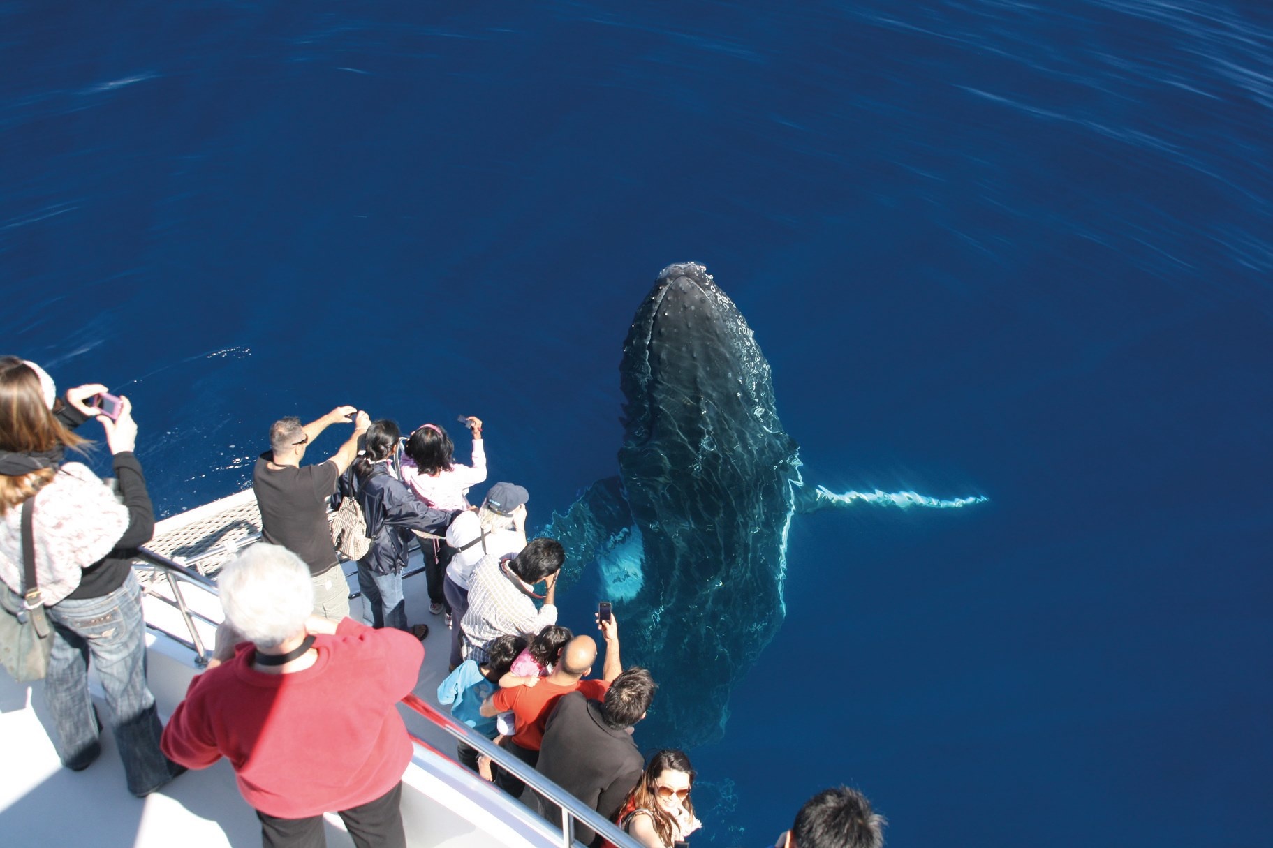 Gold Coast Whale Watching Cruise from Sea World - Tourism Town - The Tourism Marketplace - Find 